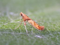 Attēlu rezultāti vaicājumam “Caloptilia hemidactylella”