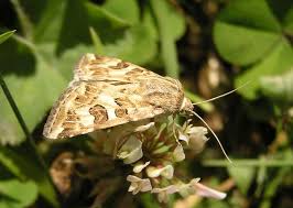 Attēlu rezultāti vaicājumam “Protoschinia scutosa”