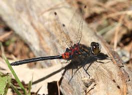 Attēlu rezultāti vaicājumam “Leucorrhinia caudalis male”