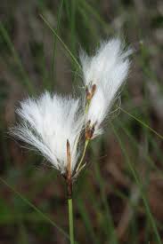 Attēlu rezultāti vaicājumam “Eriophorum latifolium fruit”