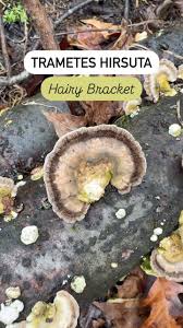 Attēlu rezultāti vaicājumam “Trametes hirsuta”