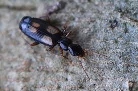 Attēlu rezultāti vaicājumam “Calodromius spilotus”