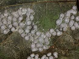 Attēlu rezultāti vaicājumam “Diderma effusum”