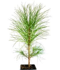 Attēlu rezultāti vaicājumam “Pinus ponderosa”