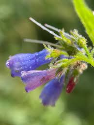 Attēlu rezultāti vaicājumam “Symphytum asperum”
