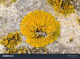 Attēlu rezultāti vaicājumam “Caloplaca saxicola”