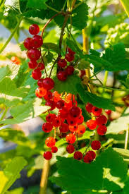 Attēlu rezultāti vaicājumam “Ribes rubrum leaf”