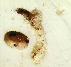 Attēlu rezultāti vaicājumam “Diaperis boleti imago”