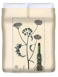 Attēlu rezultāti vaicājumam “Oenanthe aquatica leaf”