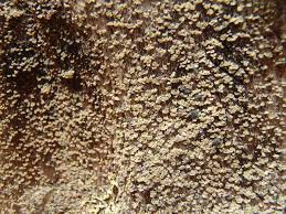 Attēlu rezultāti vaicājumam “Hypocenomyce scalaris”