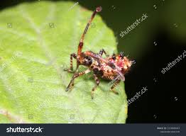 Attēlu rezultāti vaicājumam “Coreus marginatus nymph”