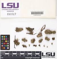 Attēlu rezultāti vaicājumam “Fossombronia wondraczekii”