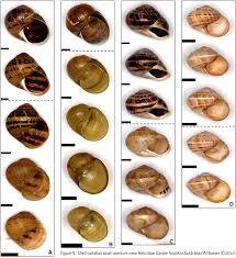 Attēlu rezultāti vaicājumam “Helicidae”