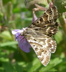 Attēlu rezultāti vaicājumam “Callistege mi”