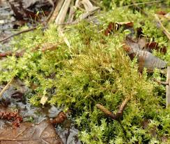 Attēlu rezultāti vaicājumam “Calliergonella cuspidata sporophyte”