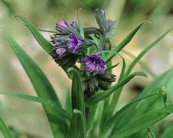 Attēlu rezultāti vaicājumam “Pulmonaria angustifolia leaf”