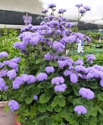 Image result for Ageratum houstonianum