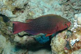 Image result for Scarus niger