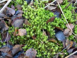 Attēlu rezultāti vaicājumam “Aulacomnium palustre”