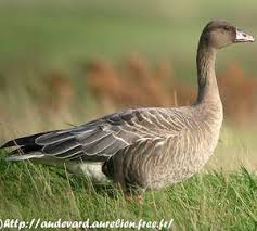 Attēlu rezultāti vaicājumam “Anser brachyrhynchus adult”