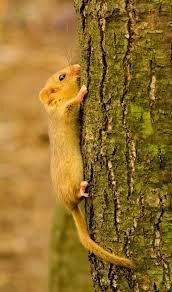 Attēlu rezultāti vaicājumam “Muscardinus avellanarius”