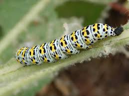 Attēlu rezultāti vaicājumam “Cucullia verbasci larva”