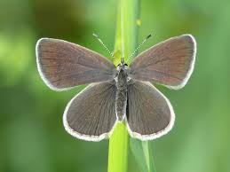 Attēlu rezultāti vaicājumam “Cupido minimus”