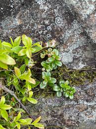 Attēlu rezultāti vaicājumam “Rhytidiadelphus subpinnatus”