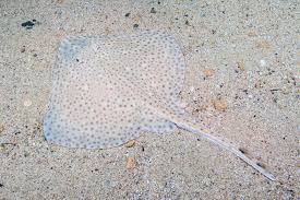 Image result for Raja brachyura