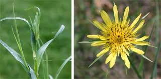 Attēlu rezultāti vaicājumam “Tragopogon heterospermus”
