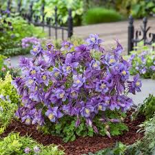 Image result for Aquilegia caerulea