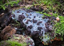 Attēlu rezultāti vaicājumam “Metatrichia vesparia spores”