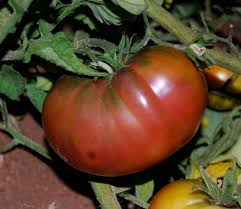Afbeeldingsresultaat voor black elephant tomato