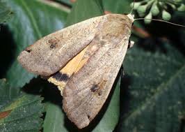 Attēlu rezultāti vaicājumam “Noctua pronuba”