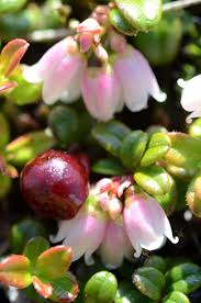 Attēlu rezultāti vaicājumam “Vaccinium vitis-idaea bud”