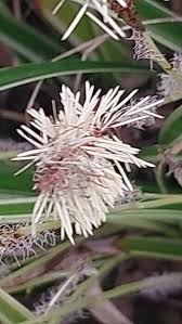 Attēlu rezultāti vaicājumam “Carex ornithopoda leaf”