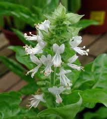 Attēlu rezultāti vaicājumam “Ocimum basilicum flower”