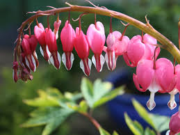 Image result for tränendes Herz