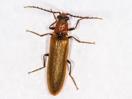 Attēlu rezultāti vaicājumam “Denticollis linearis”