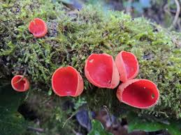 Attēlu rezultāti vaicājumam “Sarcoscypha austriaca”