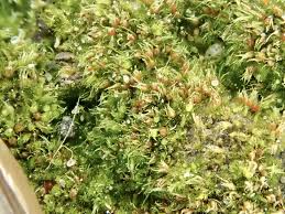 Attēlu rezultāti vaicājumam “Gymnostomum calcareum”