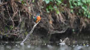 Attēlu rezultāti vaicājumam “Alcedo atthis adult”