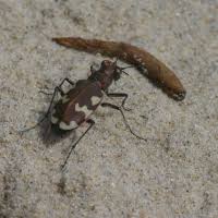 Attēlu rezultāti vaicājumam “Cicindela maritima”