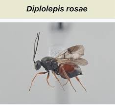 Attēlu rezultāti vaicājumam “Diplolepis rosae”