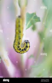 Attēlu rezultāti vaicājumam “Pieris rapae larva”