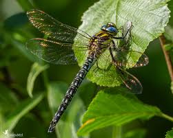 Attēlu rezultāti vaicājumam “Brachytron pratense”