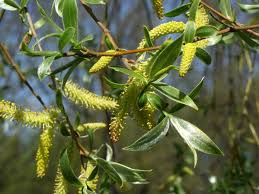 Attēlu rezultāti vaicājumam “Salix alba var. sericea”