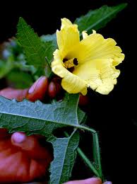 Image result for Abelmoschus moschatus