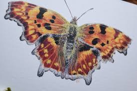 Attēlu rezultāti vaicājumam “Polygonia c-album”