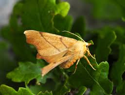 Attēlu rezultāti vaicājumam “Ennomos erosaria”